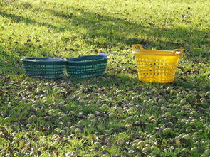 金秋時(shí)節(jié)·四川愛(ài)媛橙果園采摘新鮮果實(shí)，體驗(yàn)田園豐收樂(lè)趣！