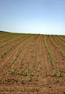 走進西昌柑橘苗基地：探秘川西南優(yōu)質(zhì)柑橘種苗培育與綠色種植示范基地