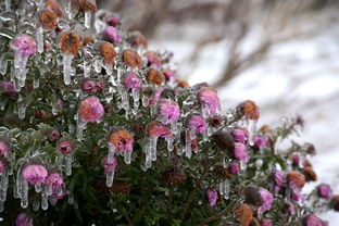 修剪沃柑視頻教學(xué):手把手教你果樹修剪的正確方法與技巧