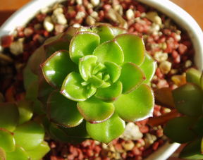 丑柑病蟲(chóng)害管理（丑柑種植技術(shù)）