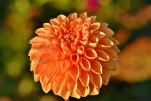 柑子移栽后怎么管理?科學(xué)養(yǎng)護技巧與關(guān)鍵步驟全解析