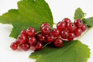 柑橘從苗到結(jié)果要種多久才能結(jié)果？詳解種植周期與掛果時間