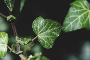 柑橘接穗發(fā)芽還能嫁接嗎？關(guān)鍵技巧與嫁接時機深度解析