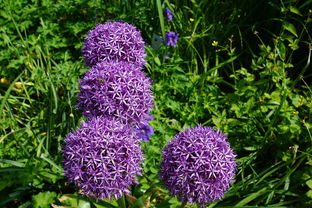 未來柑橘樹苗:抗病基因改良與智能栽培技術(shù)的創(chuàng)新融合