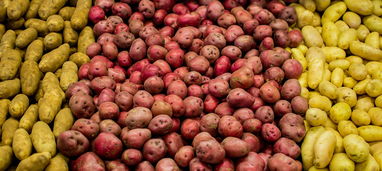 目前眉山耙耙柑訂購火熱進行中，新鮮采摘產(chǎn)地直供優(yōu)惠多