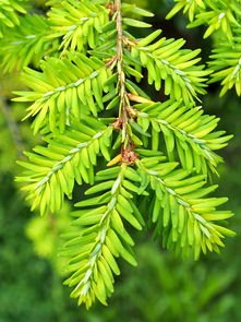 柑橘幼苗嫁接技術(shù)：高效應用與操作要點解析