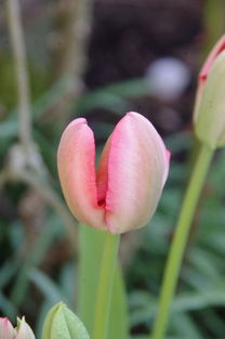 柑橘育苗方式有哪些？常見方法及技術(shù)要點詳解