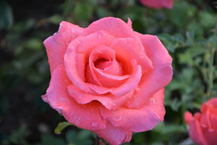 新會大紅柑采摘時間全解析：果農(nóng)必看的黃金采收期指南