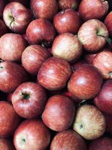 新品種柑橘有哪些品種呢？2023年最新培育品種及特色解析