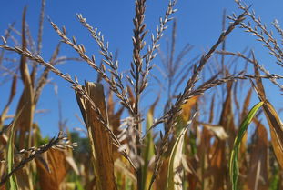 研究揭示柑橘黃龍病一般不會影響根系的病原特性與癥狀表現(xiàn)