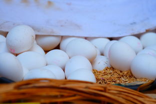 中國柑橘產(chǎn)業(yè)發(fā)展現(xiàn)狀及趨勢：市場動態(tài)、技術創(chuàng)新與未來展望