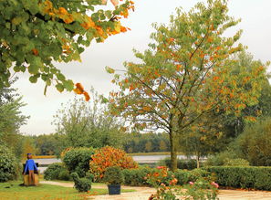 全面解析大雅柑與春見區(qū)別：栽培特性、口感差異及品種對比