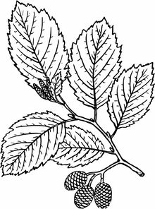 柑果核果漿果瓠果屬什么果？植物學(xué)視角下的果實(shí)分類歸屬解析