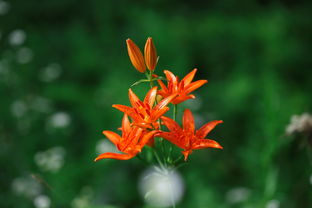 柑橘特早品種及優(yōu)缺點(diǎn)全解析：特性、表現(xiàn)與栽培建議