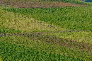 華美1號(hào)柑橘苗種植優(yōu)勢與高產(chǎn)栽培管理技術(shù)解析