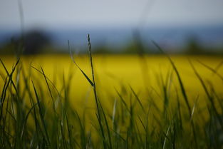 新會(huì)天馬圈枝柑苗核心產(chǎn)區(qū)溯源：正宗柑苗種植技術(shù)與產(chǎn)業(yè)價(jià)值解析