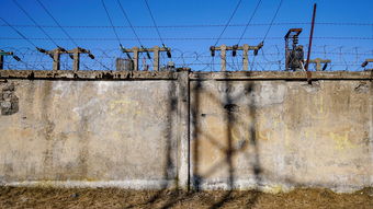 2024柑橘修剪技術(shù)全攻略：科學(xué)剪枝與高產(chǎn)果園管理要點(diǎn)