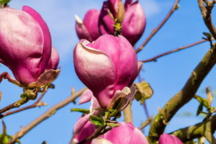 巴東椪柑多少錢一斤?2023當(dāng)季鮮果產(chǎn)地直供價(jià)格速覽