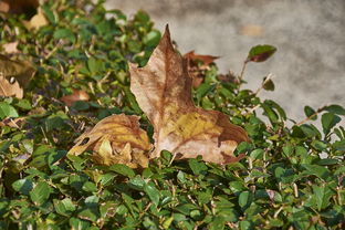 柑果分為幾種類型？全面解析不同柑果的形態(tài)特征與分類標(biāo)準(zhǔn)