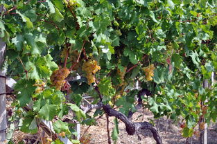 柑桔苗種植方法全解析：從選苗到培育的實(shí)用技術(shù)指南