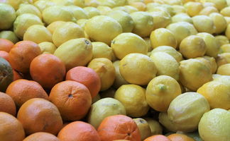 柑橘樹常見病蟲害圖識別與防治方法實用指南