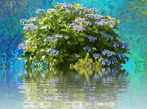 四川耙耙柑樹苗高產(chǎn)栽培指南:優(yōu)質(zhì)品種選購與種植技巧解析