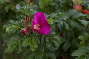 四川耙耙柑樹苗高產(chǎn)栽培指南:優(yōu)質(zhì)品種選購與種植技巧解析