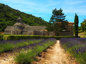 明日見柑橘種植前景深度解析:未來十年農(nóng)業(yè)新風口與市場機遇