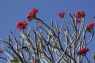 柑橘實(shí)生苗耐寒嗎？解析其耐寒能力與影響因素