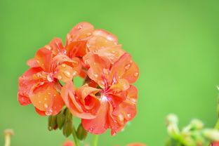 柑橘種類概述：全球主要品種及其栽培應(yīng)用解析