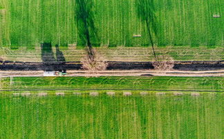 春見柑橘樹苗種植基地——四川眉山綠色生態(tài)培育示范基地