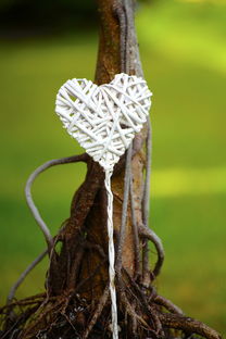 明日見柑橘裂果論壇：專家齊聚共商裂果防治技術與產(chǎn)業(yè)升級策略