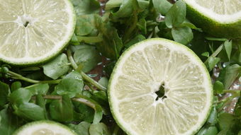 日本引進(jìn)愛媛柑桔最高端早熟柑橘品種:蜜甜爆汁領(lǐng)鮮柑橘市場(chǎng)