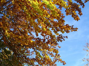 小柑橘結(jié)果時(shí)間詳解:季節(jié)變化與栽培技術(shù)對(duì)果實(shí)成熟周期的影響