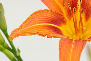 2025柑橘種植技巧:掌握未來高效管理與豐收秘籍