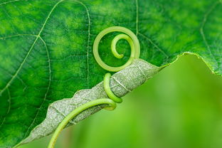 柑蛆防治新方法：生物誘殺技術(shù)助力柑橘產(chǎn)業(yè)綠色發(fā)展