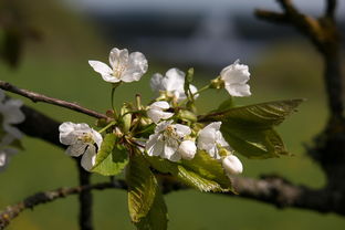 經(jīng)冒芽柑橘枝條還能嫁接嗎？解析春季嫁接技術(shù)要點與注意事項