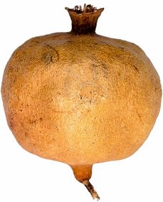 探訪最近柑桔果樹(shù)苗基地：優(yōu)質(zhì)品種與種植技術(shù)全解析