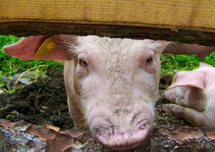 日南一號柑桔價格行情速遞及產(chǎn)地批發(fā)市場動態(tài)"(共20字)