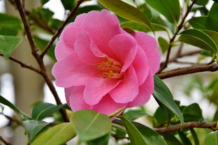 柑橘開(kāi)花期用什么藥？科學(xué)選藥技巧與注意事項(xiàng)解析