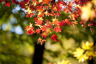 滿天紅柑橘畝產(chǎn)量多少斤？詳解種植要點(diǎn)與高產(chǎn)技巧分析