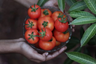 特早熟特甜柑橘品種：果農(nóng)種植新寵，市場(chǎng)熱銷爆款