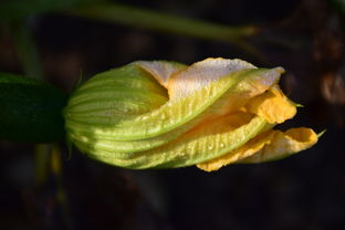 深度解析胖花柑川津一號(hào)優(yōu)缺點(diǎn)：柑橘新貴品種特性與種植表現(xiàn)全面評(píng)析