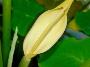 柑橘先有花還先有梢？揭秘果樹生長周期的關(guān)鍵奧秘
