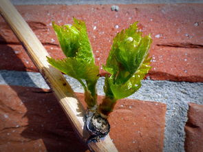 正宗春見耙耙柑樹苗種植指南：優(yōu)質(zhì)種苗選購與栽培技巧