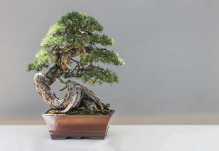 日本柑橘盆景：東方庭院藝術(shù)與四季養(yǎng)護(hù)技巧解析