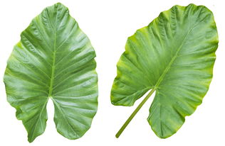 剛定植柑橘樹(shù)怎樣施農(nóng)家肥？科學(xué)步驟與注意事項(xiàng)助你高效施肥