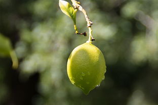 成柑橘苗木基地直發(fā)全國(guó)：優(yōu)質(zhì)種苗低價(jià)直供，包成活包技術(shù)指導(dǎo)！