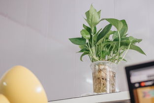 柑橘上高速綠通嗎？農(nóng)產(chǎn)品綠色通道政策全解析