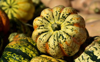 比較抗寒柑橘有哪些品種(什么品種柑橘抗寒強)